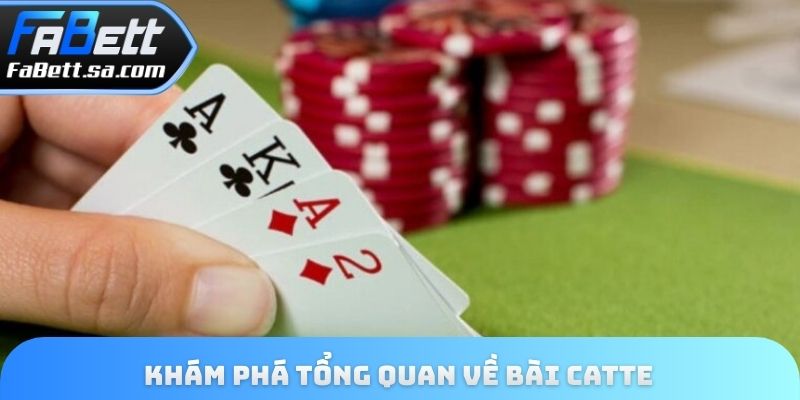 Khám phá tổng quan về bài catte